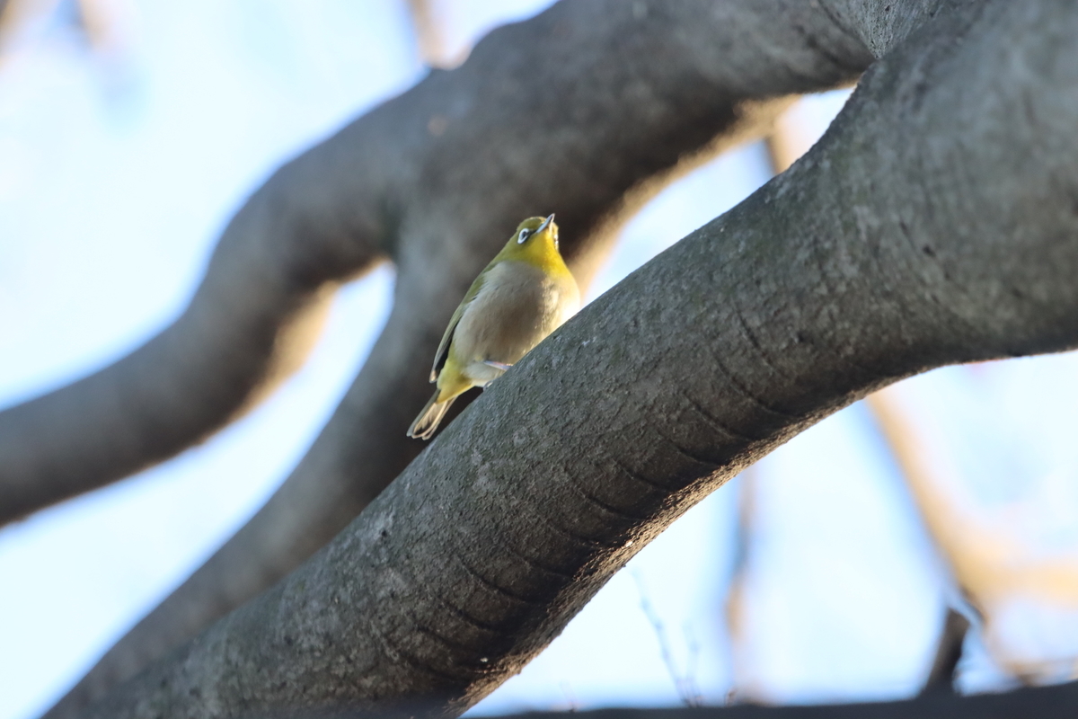 f:id:KEN-S:20201231155735j:plain