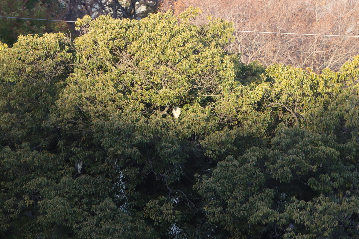 f:id:KEN-S:20201231155813j:plain