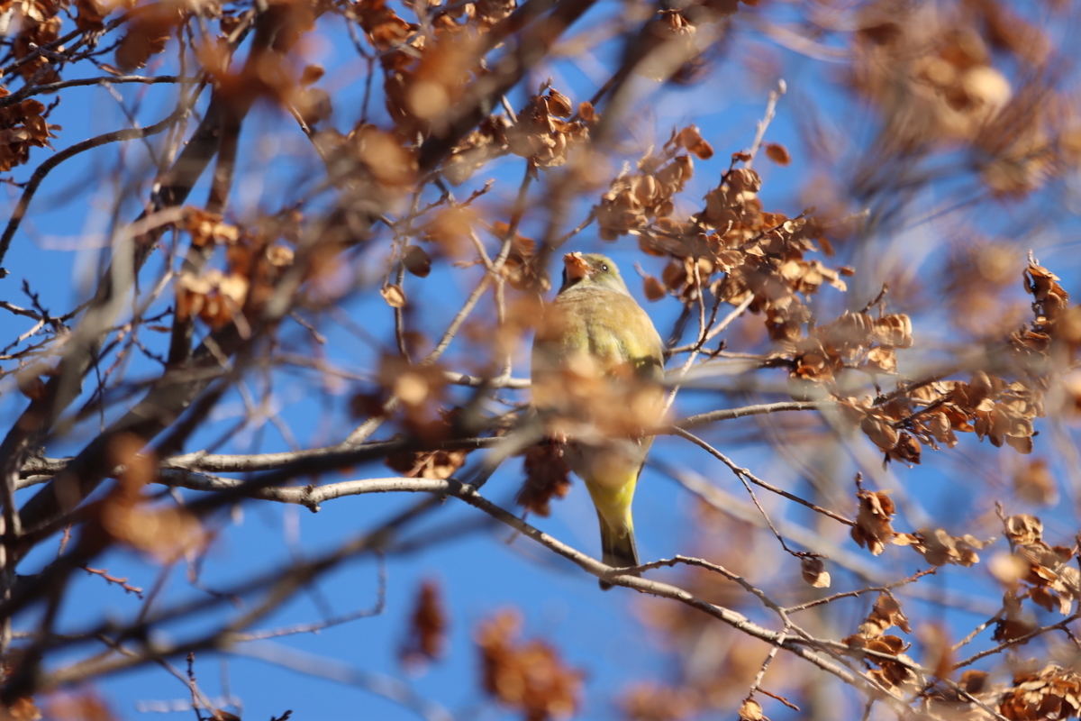 f:id:KEN-S:20201231155833j:plain
