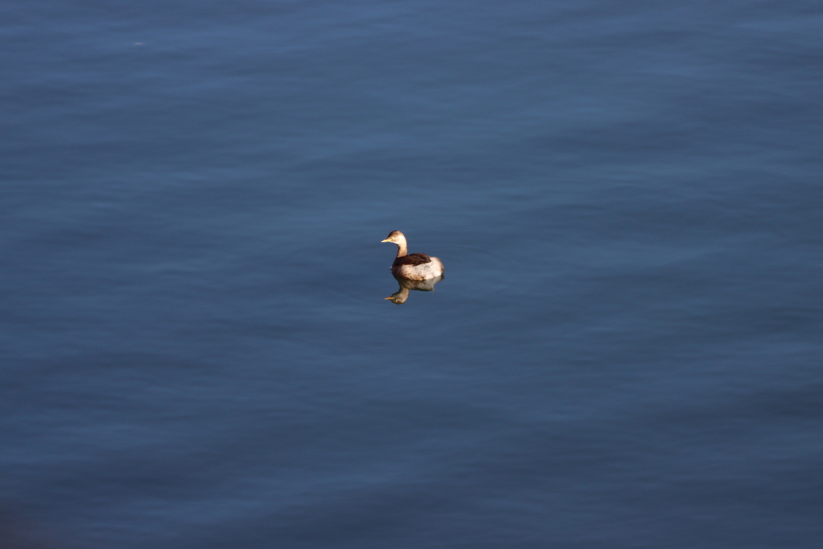 f:id:KEN-S:20201231155926j:plain