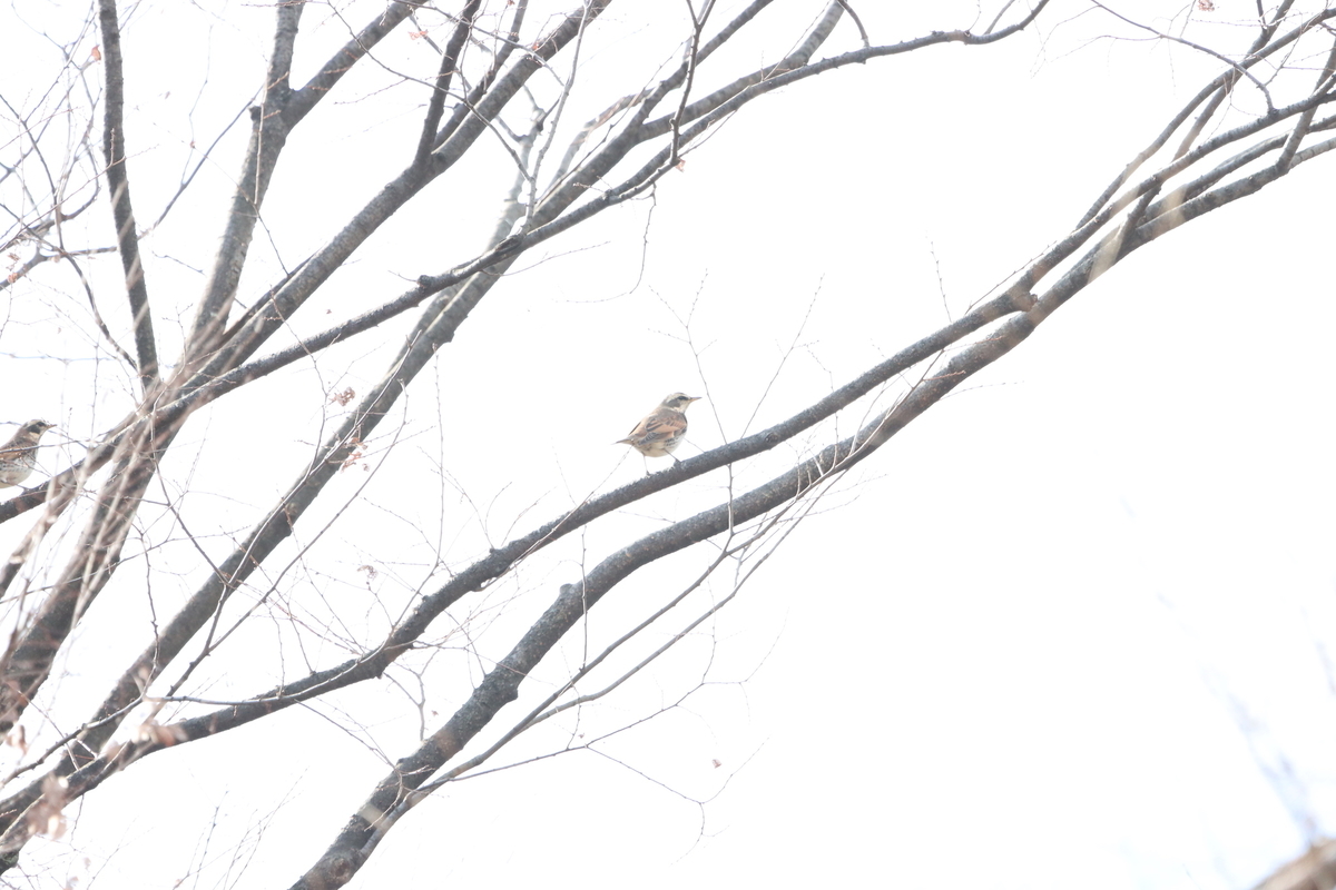 f:id:KEN-S:20201231160345j:plain