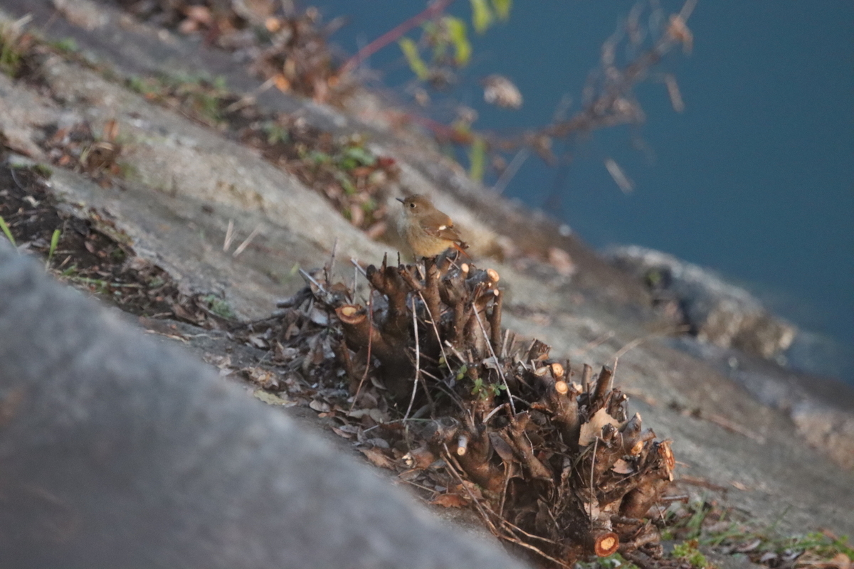 f:id:KEN-S:20210211135850j:plain