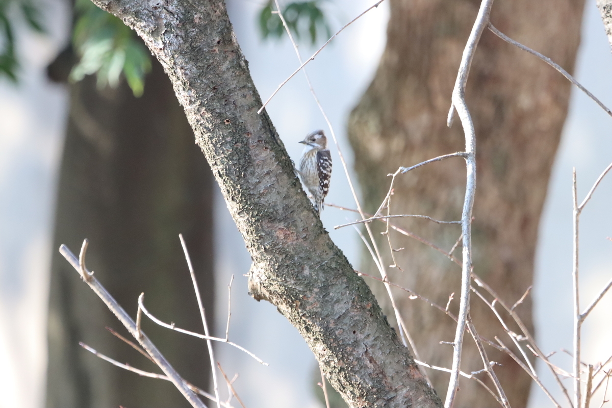 f:id:KEN-S:20210211140352j:plain