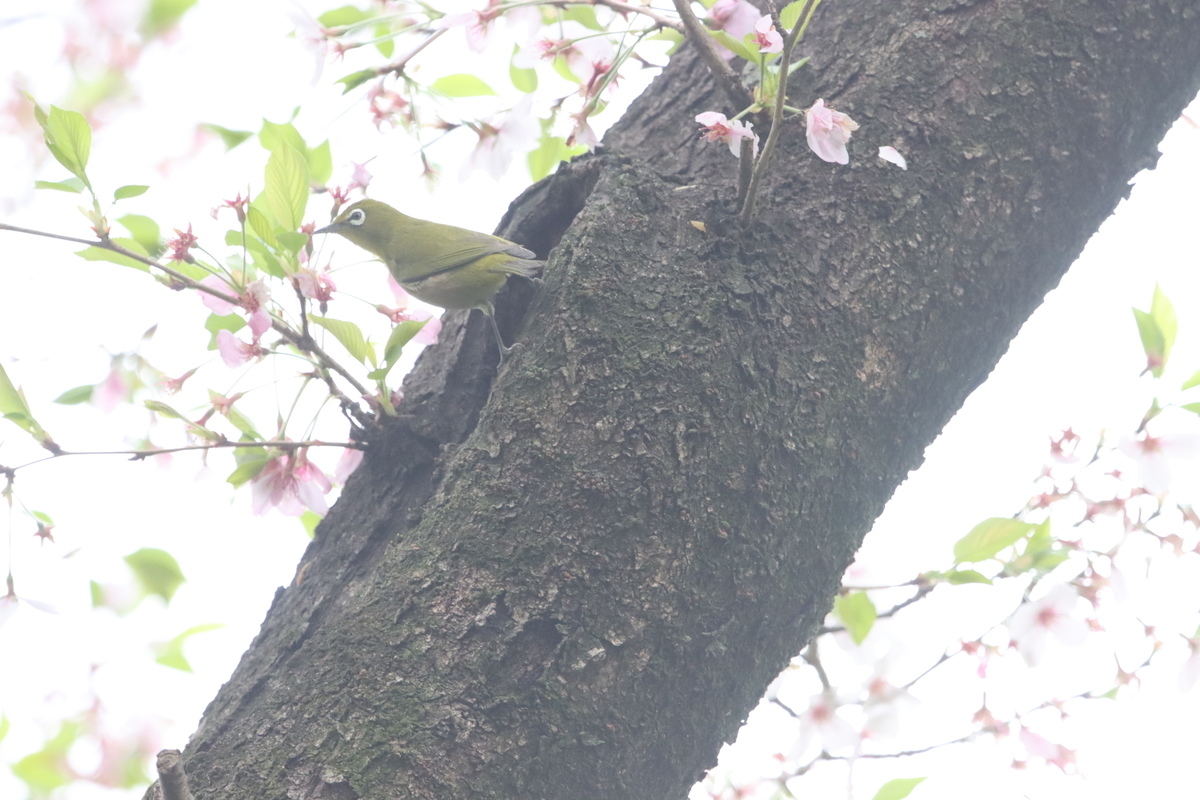 f:id:KEN-S:20210403144945j:plain