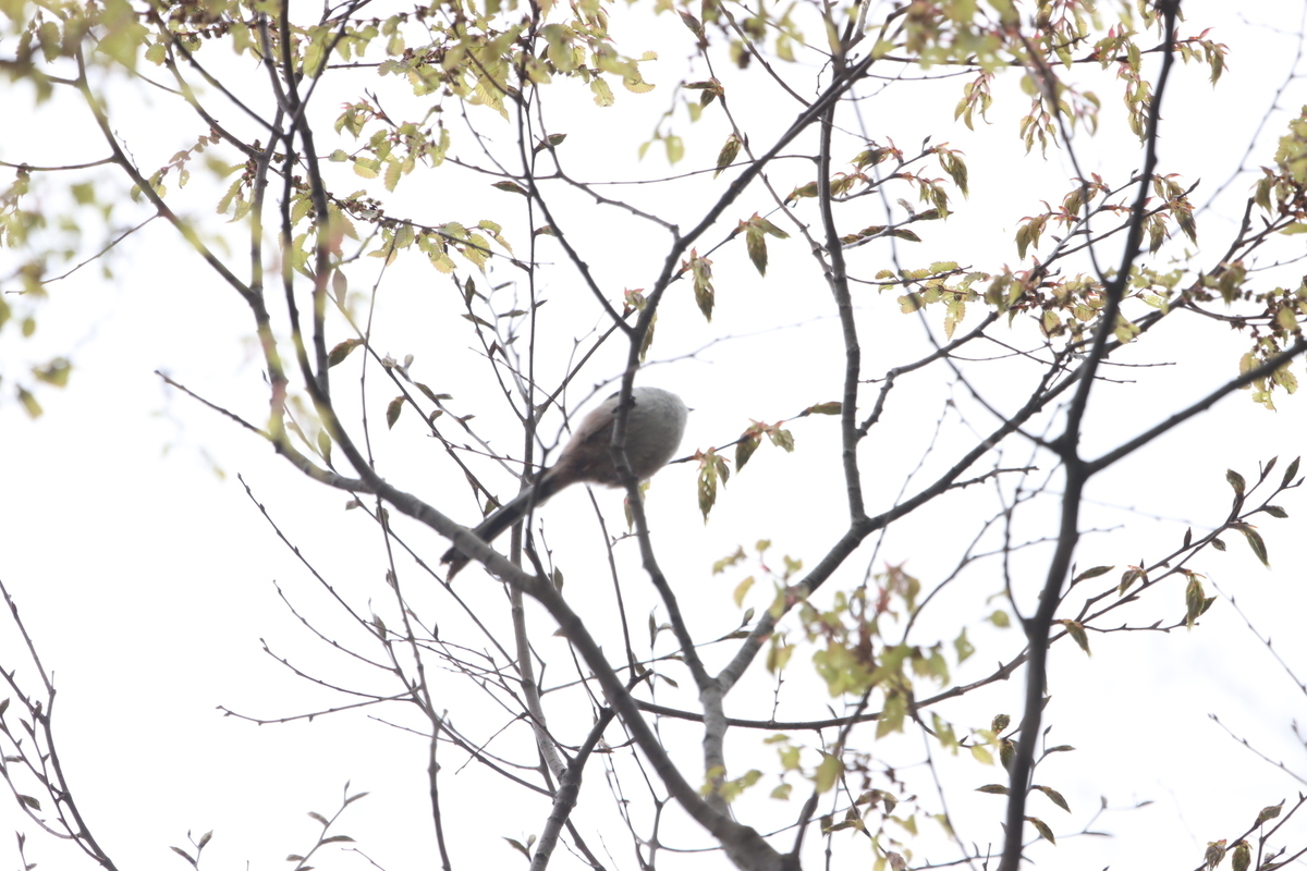 f:id:KEN-S:20210403145115j:plain