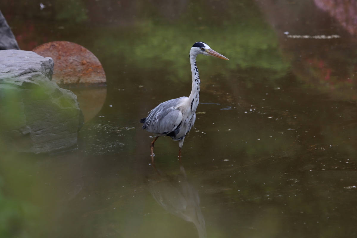 かろうじてサンコウチョウ 大阪城野鳥探鳥 4 35 10 10 おきらく ごくらく日記