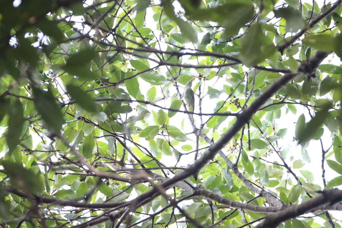 f:id:KEN-S:20210731124144j:plain