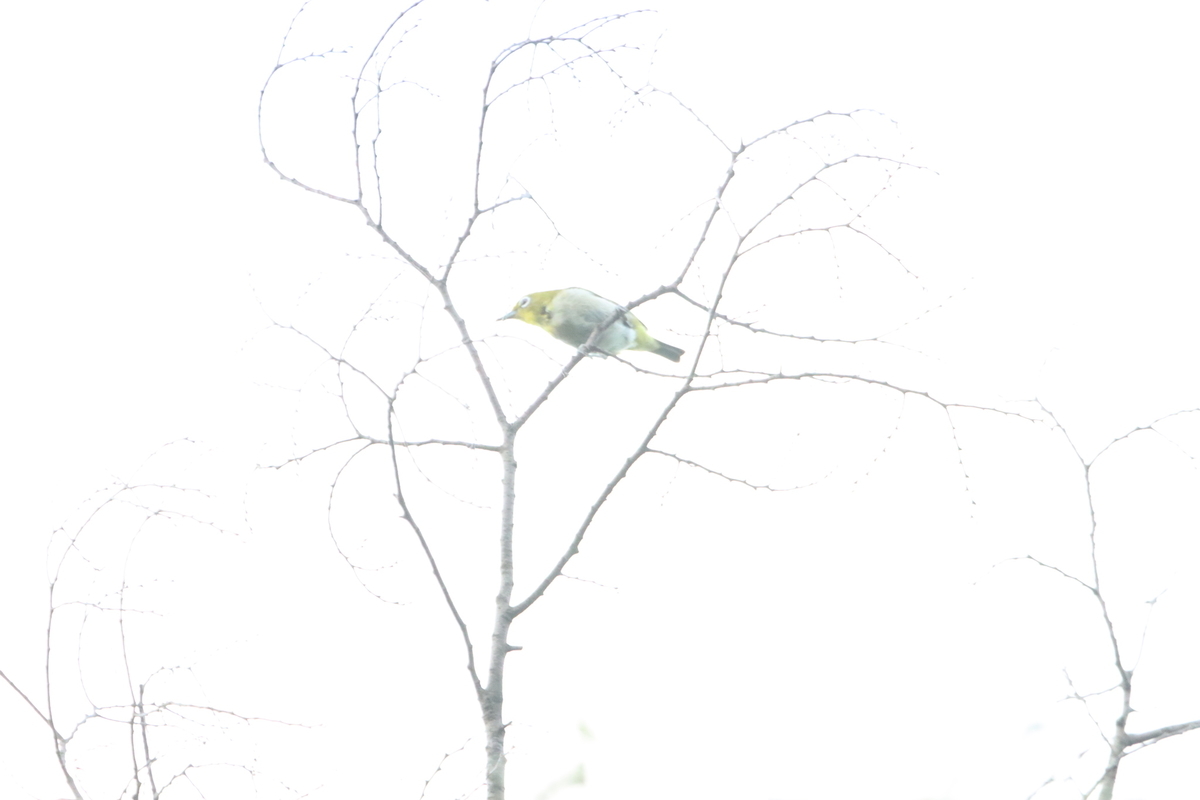 f:id:KEN-S:20210821143629j:plain