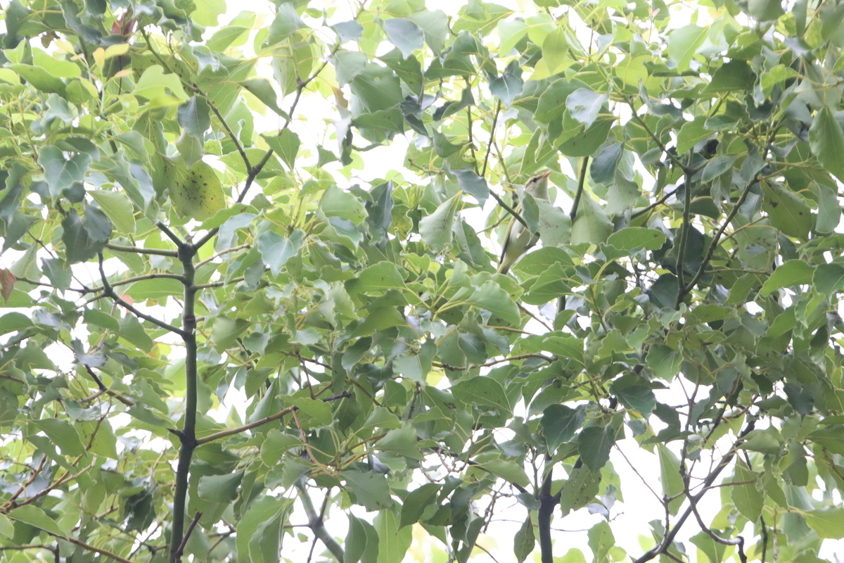f:id:KEN-S:20210821143827j:plain