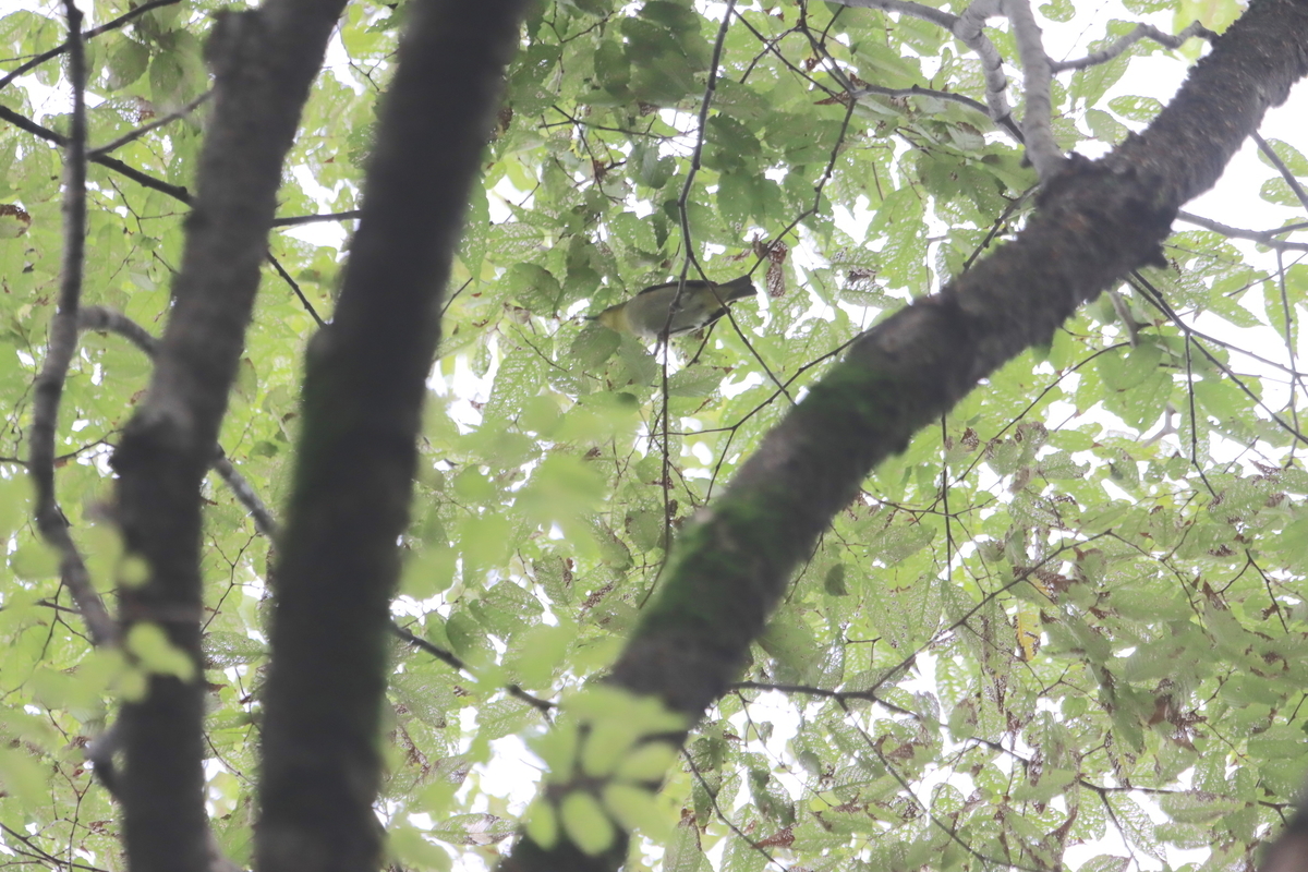 f:id:KEN-S:20210821143959j:plain