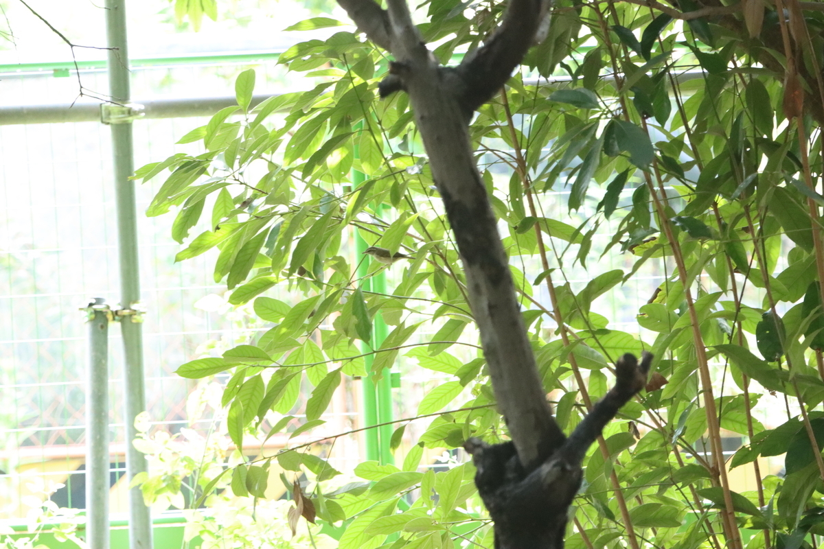 f:id:KEN-S:20210904141558j:plain