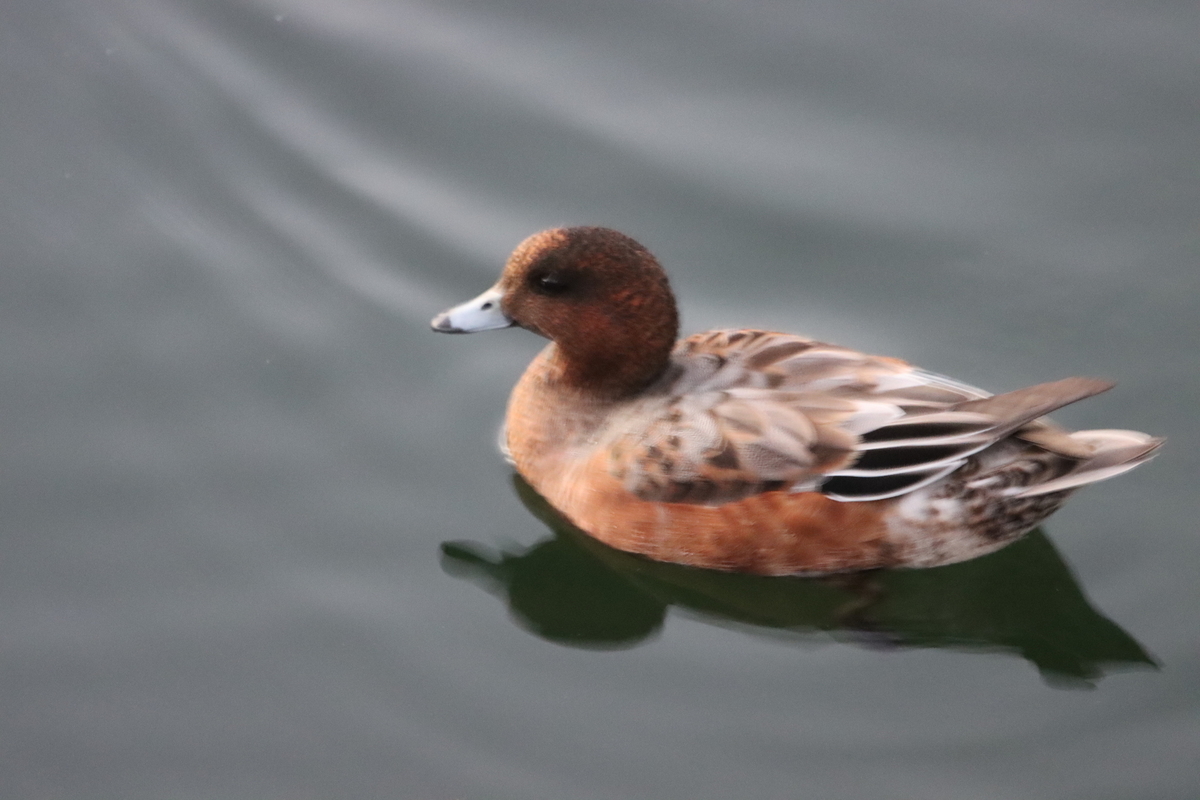 f:id:KEN-S:20211023165729j:plain