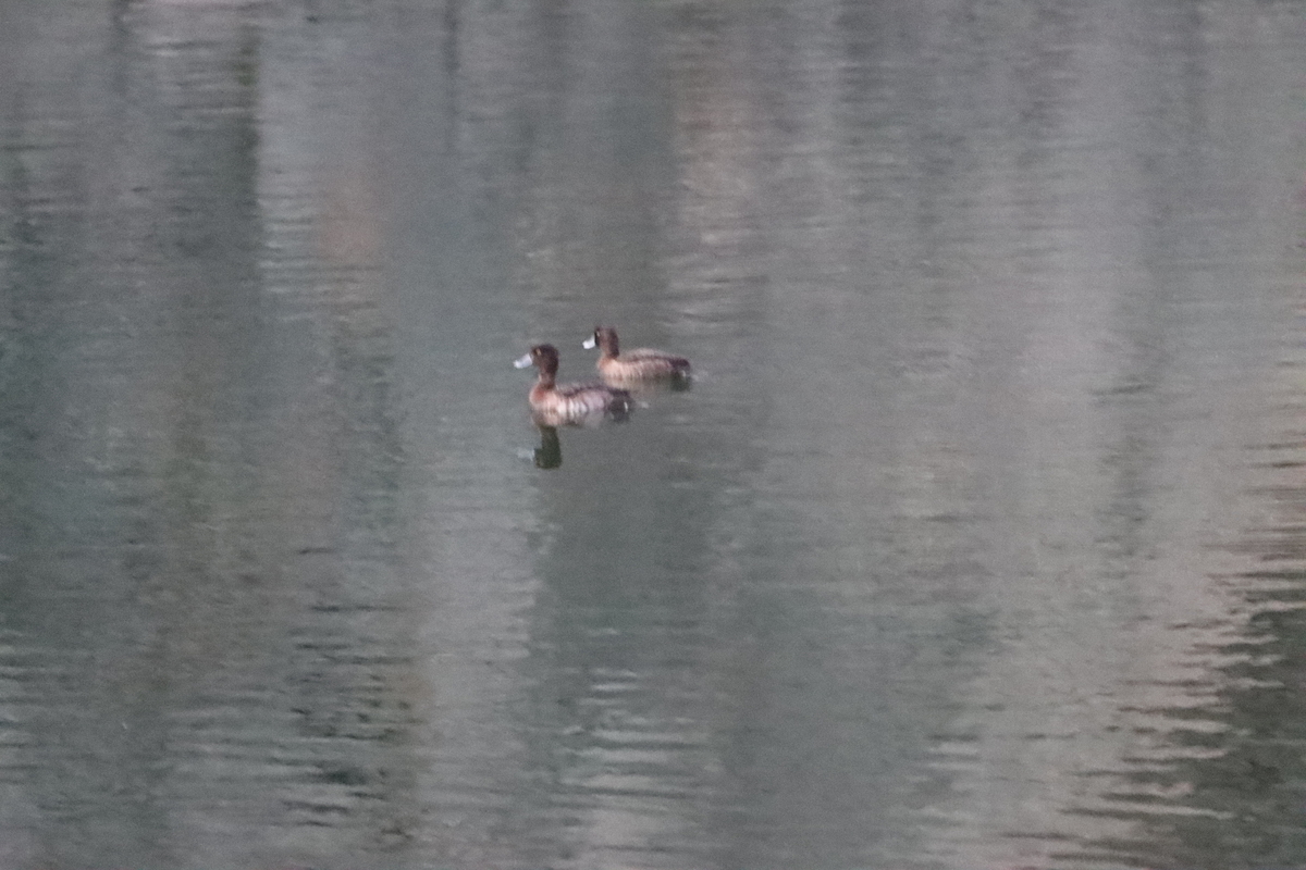 f:id:KEN-S:20211023165740j:plain