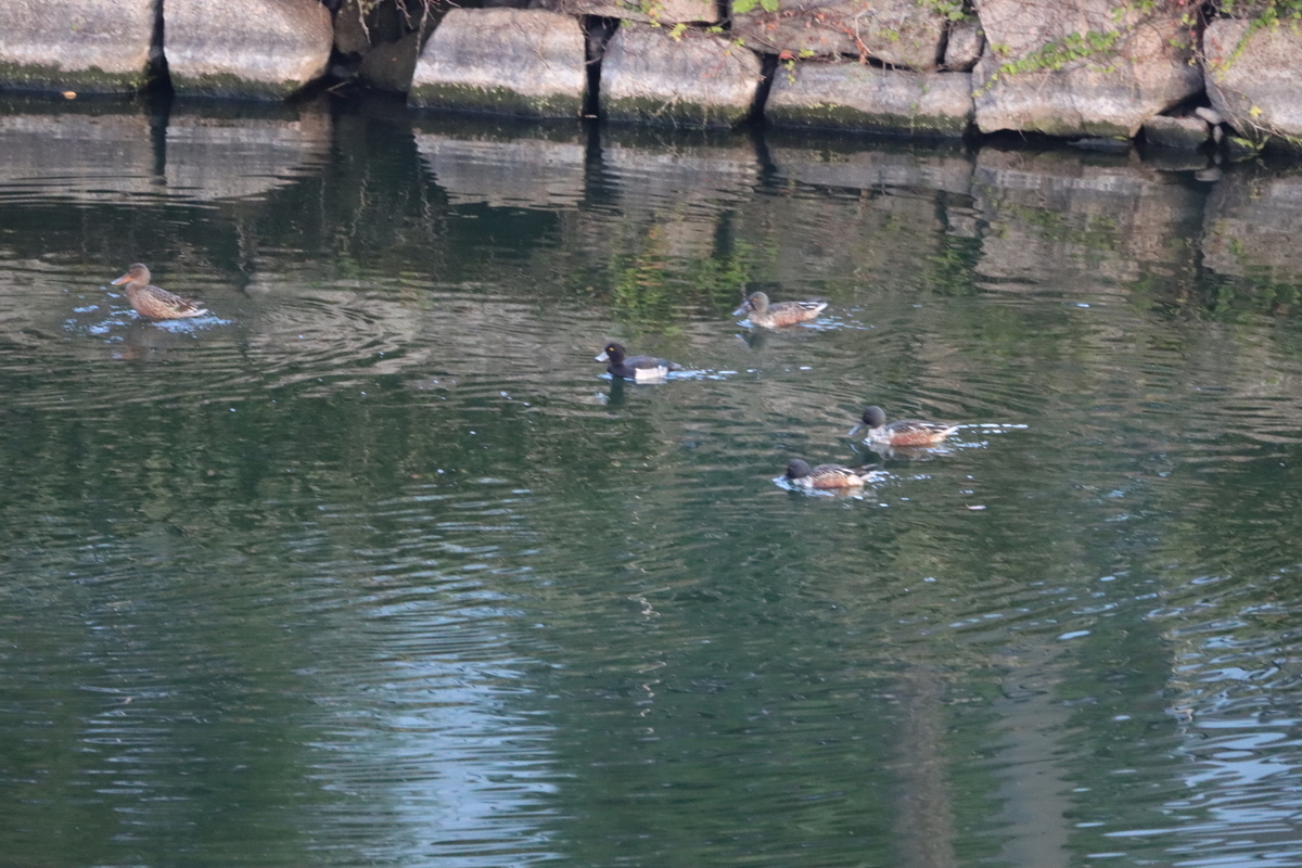 f:id:KEN-S:20211023165917j:plain