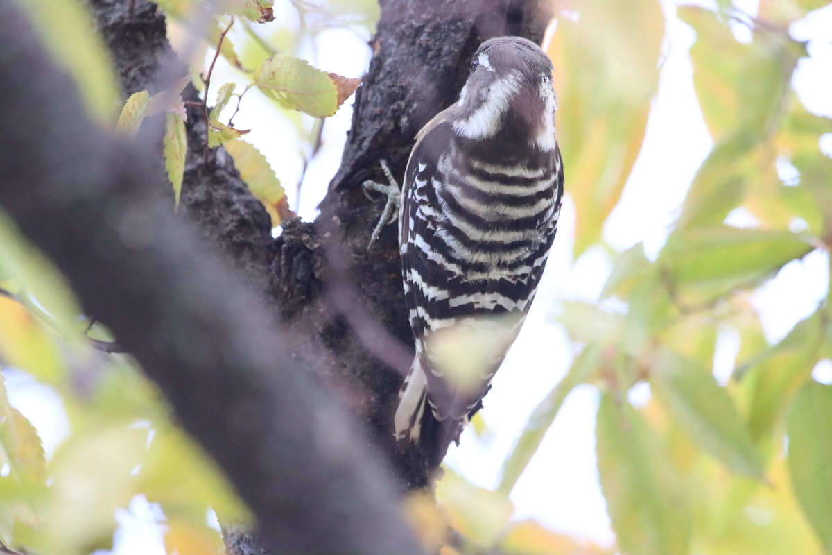 f:id:KEN-S:20211023170028j:plain