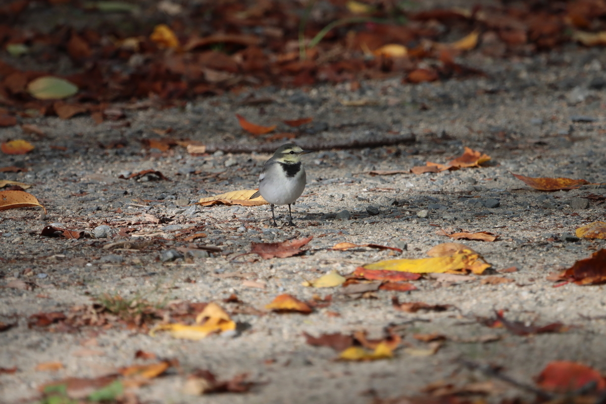 f:id:KEN-S:20211023170120j:plain