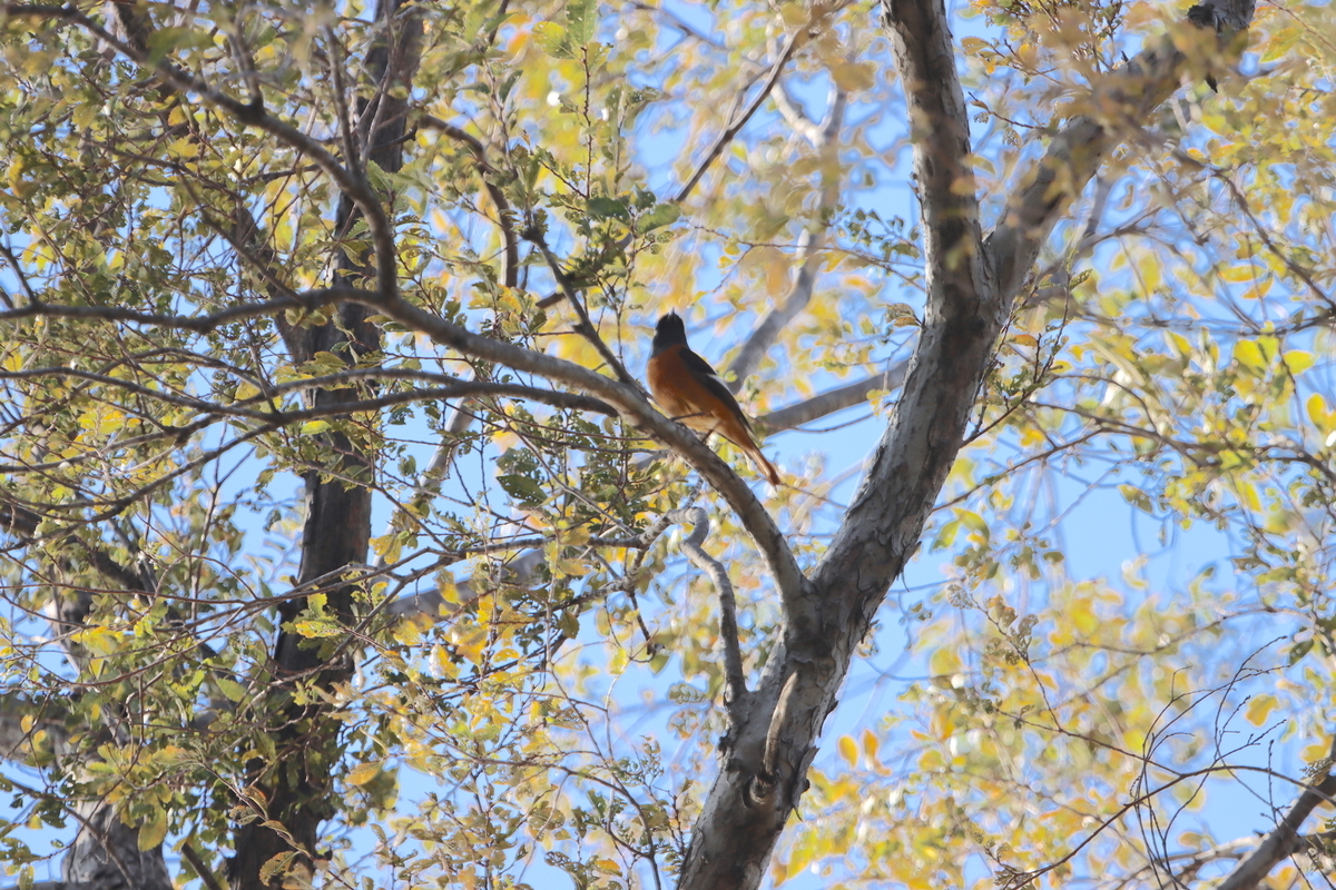 f:id:KEN-S:20211023170213j:plain