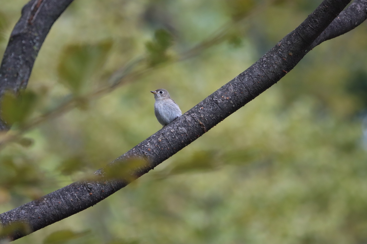 f:id:KEN-S:20211023170420j:plain