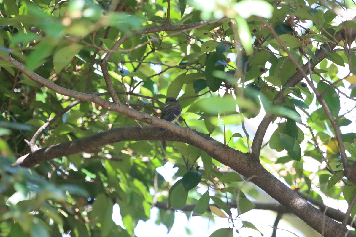 f:id:KEN-S:20211023170714j:plain