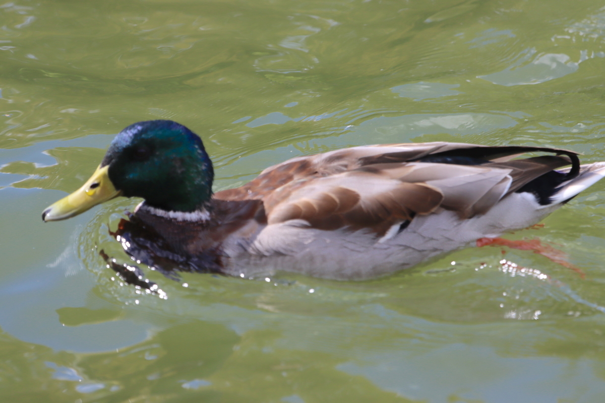 f:id:KEN-S:20211023170733j:plain