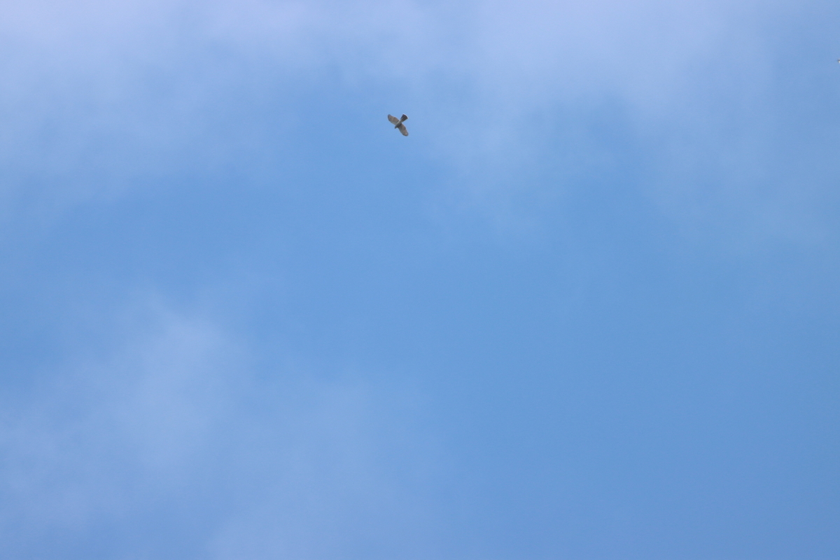 f:id:KEN-S:20211103151754j:plain