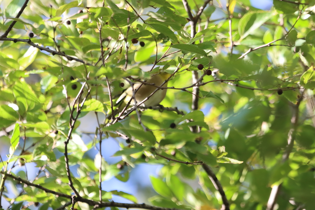 f:id:KEN-S:20211113164146j:plain