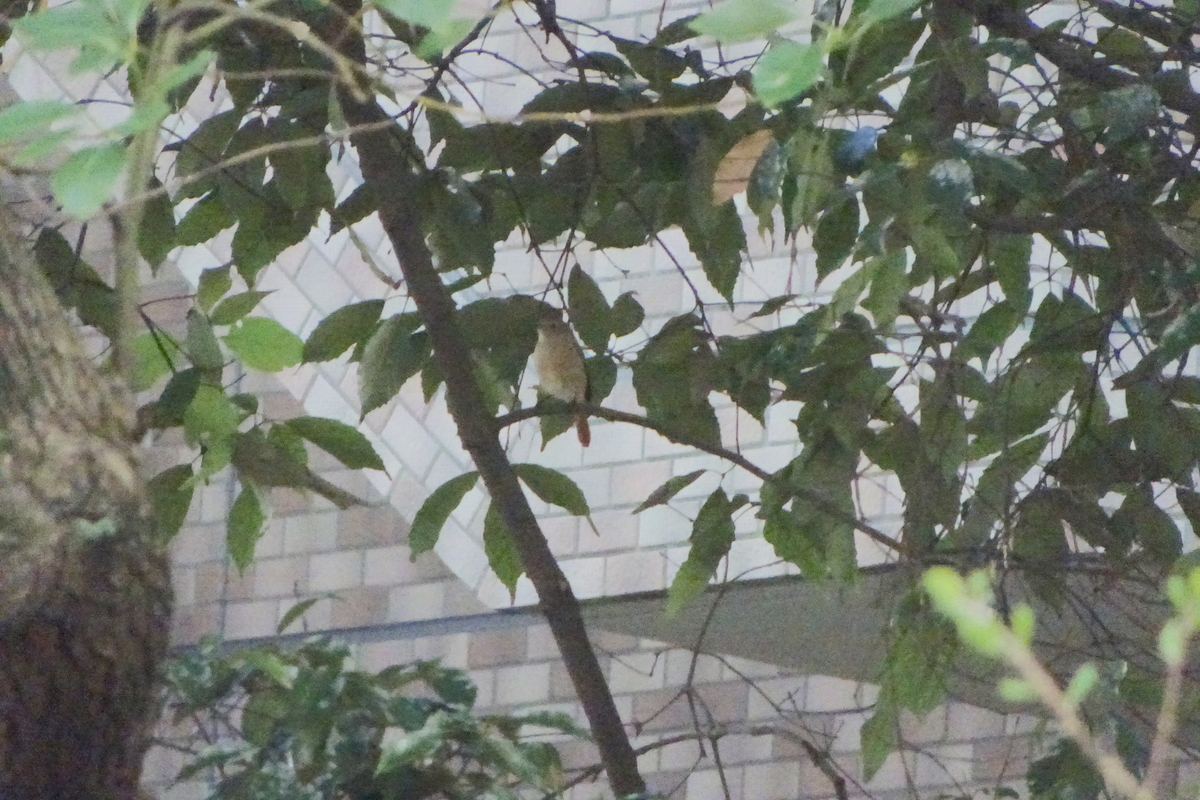 f:id:KEN-S:20211130215241j:plain