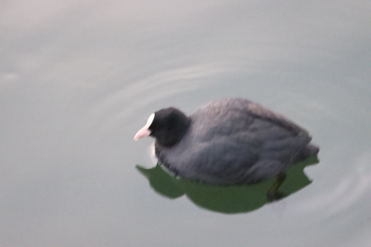 f:id:KEN-S:20211204155412j:plain
