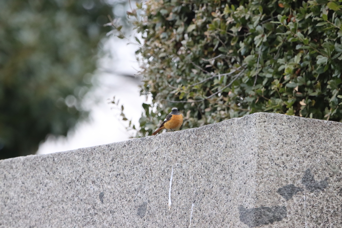 f:id:KEN-S:20220129160926j:plain