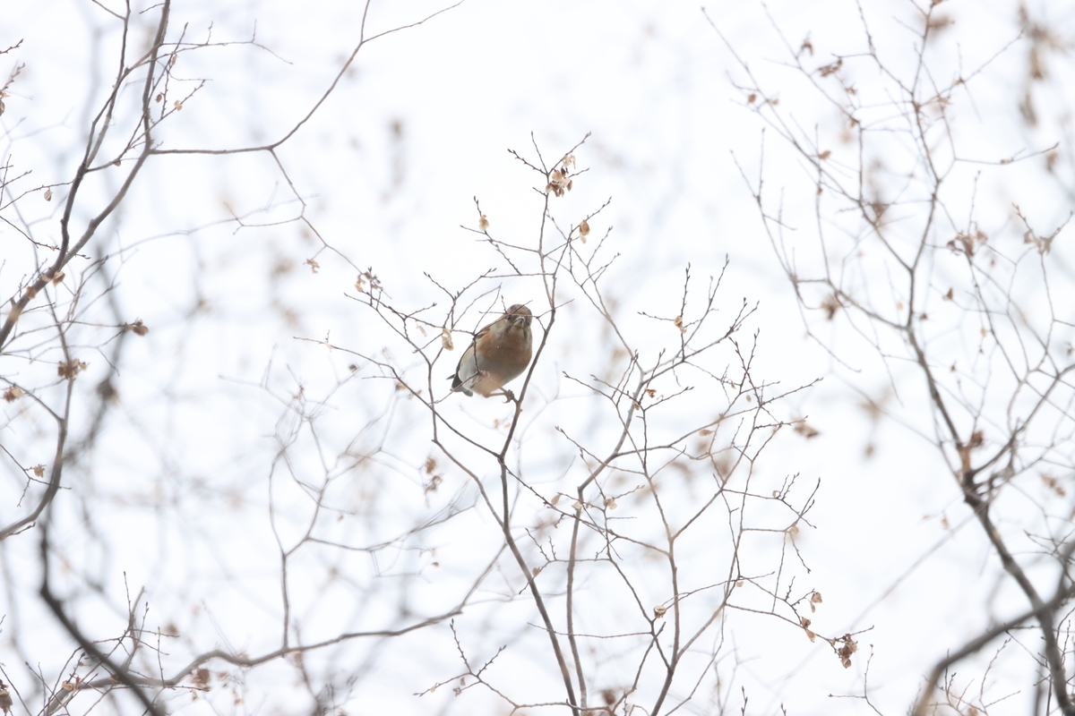 f:id:KEN-S:20220129160937j:plain