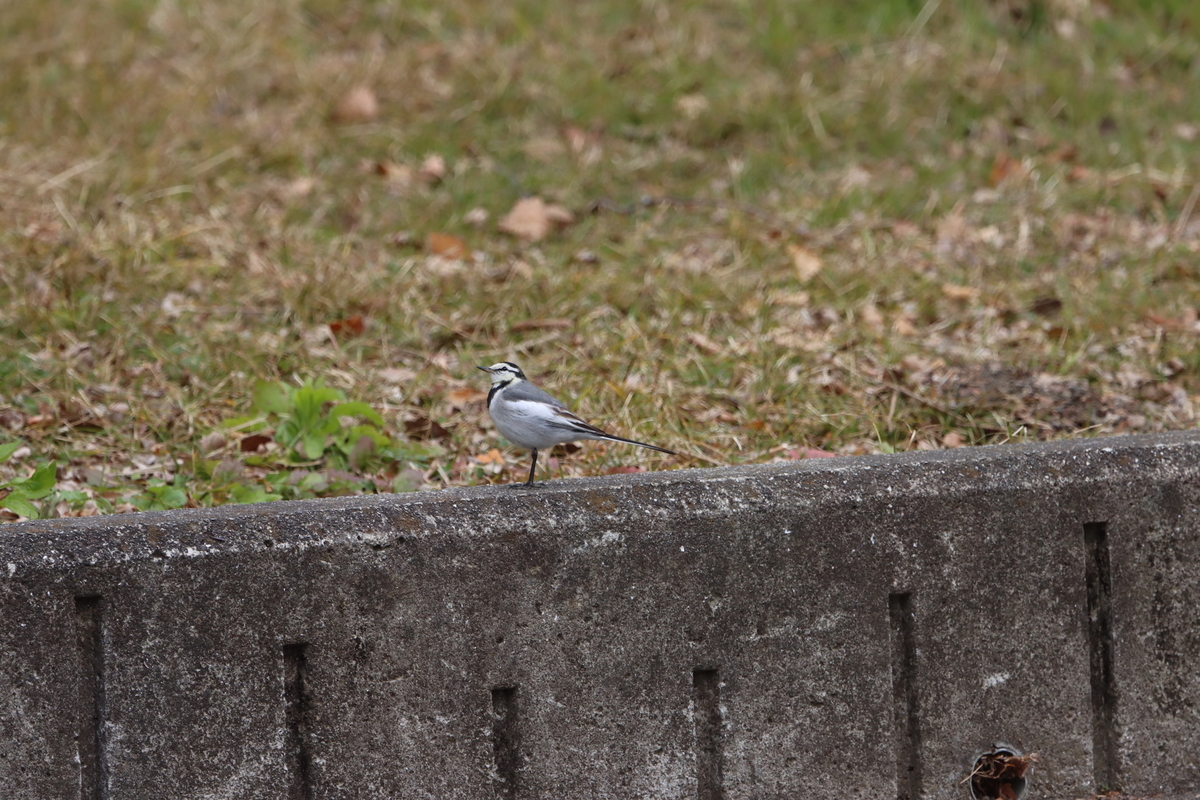 f:id:KEN-S:20220129162939j:plain