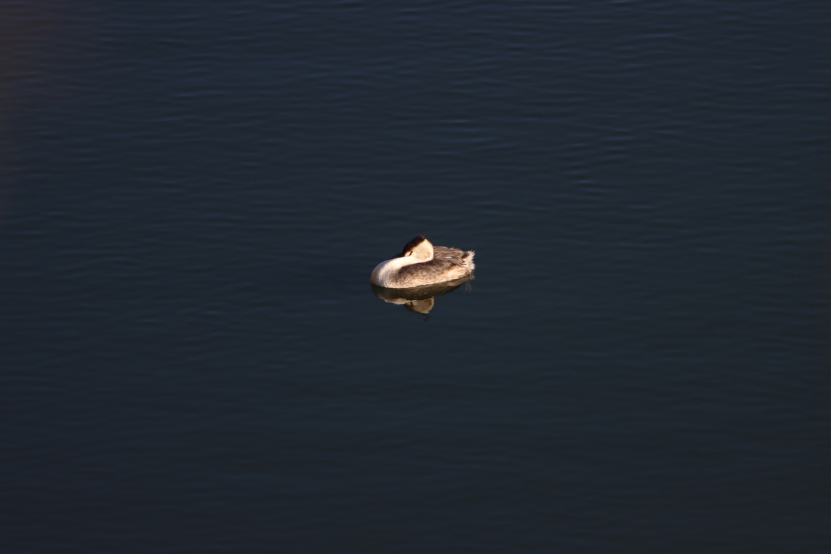 f:id:KEN-S:20220205155532j:plain