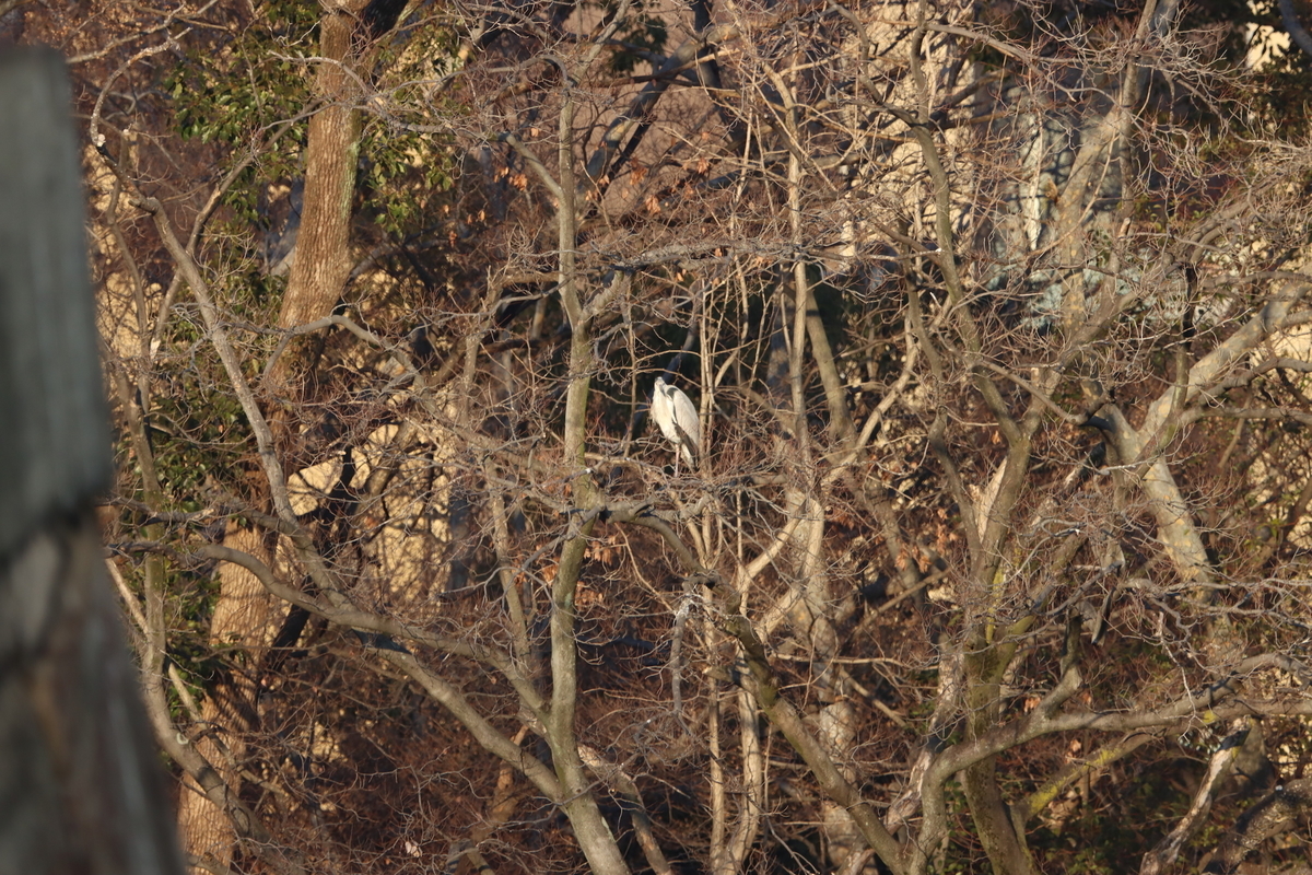 f:id:KEN-S:20220211155203j:plain