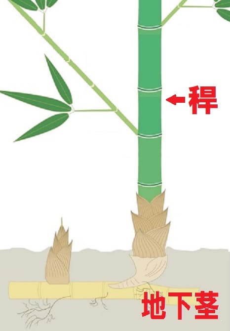 心の中は、空っぽがいい⦅竹に見習う⦆(3) - 心の道標
