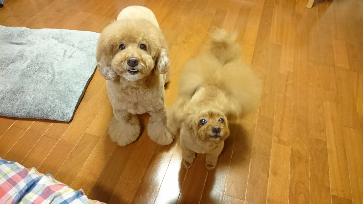 f:id:KENZ8:20191008052924j:plain