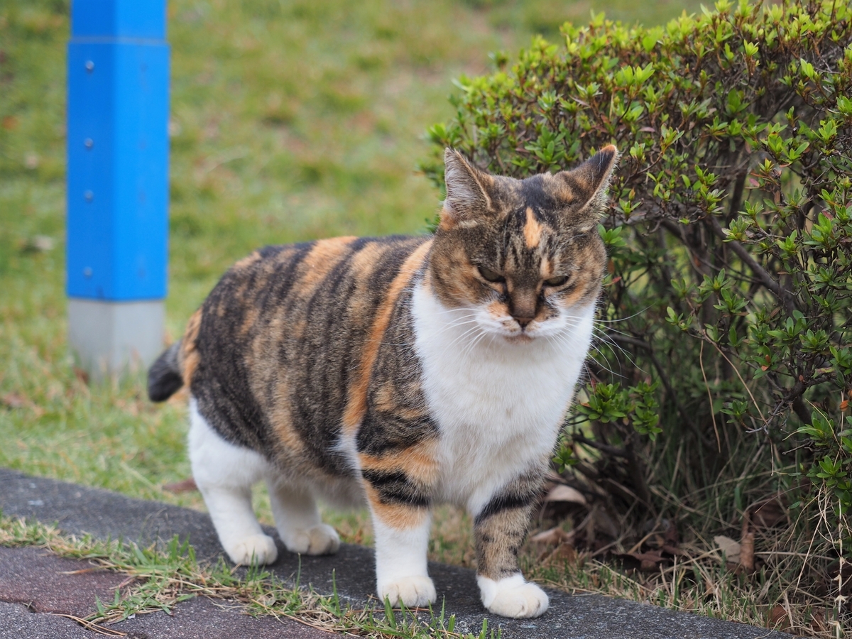 f:id:KENZ8:20191122192227j:plain