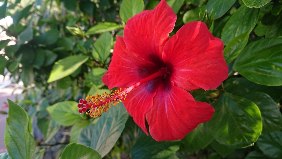 f:id:KENZ8:20191204040449j:plain