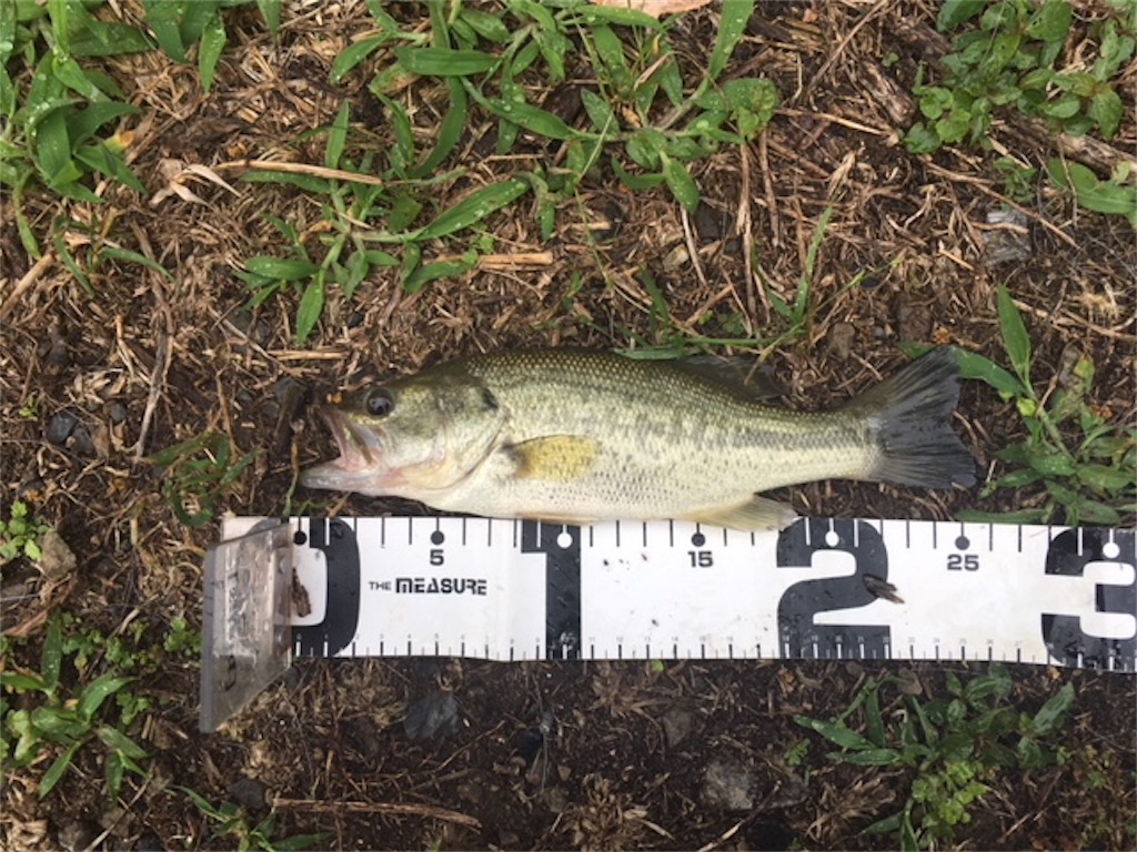 f:id:KFG:20180615205420j:image f:id:KFG:20180615205420j:image