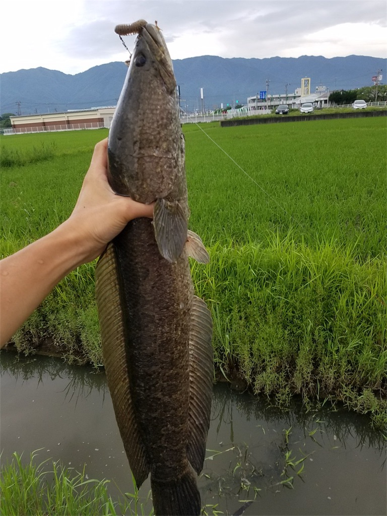 f:id:KFG:20180712195121j:image
