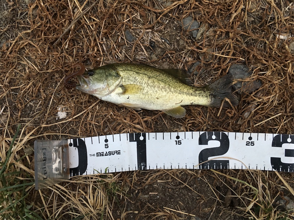 f:id:KFG:20180810070635j:image f:id:KFG:20180810070635j:image