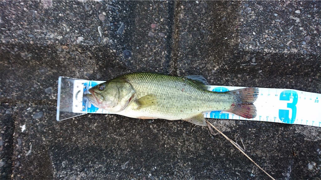 f:id:KFG:20180812143737j:image