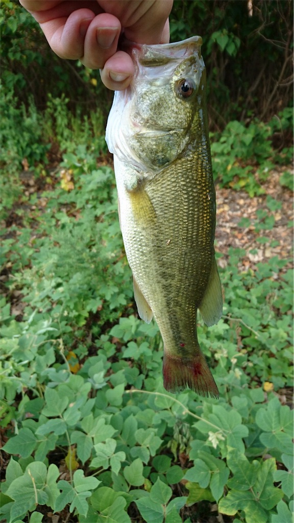 f:id:KFG:20180812143816j:image