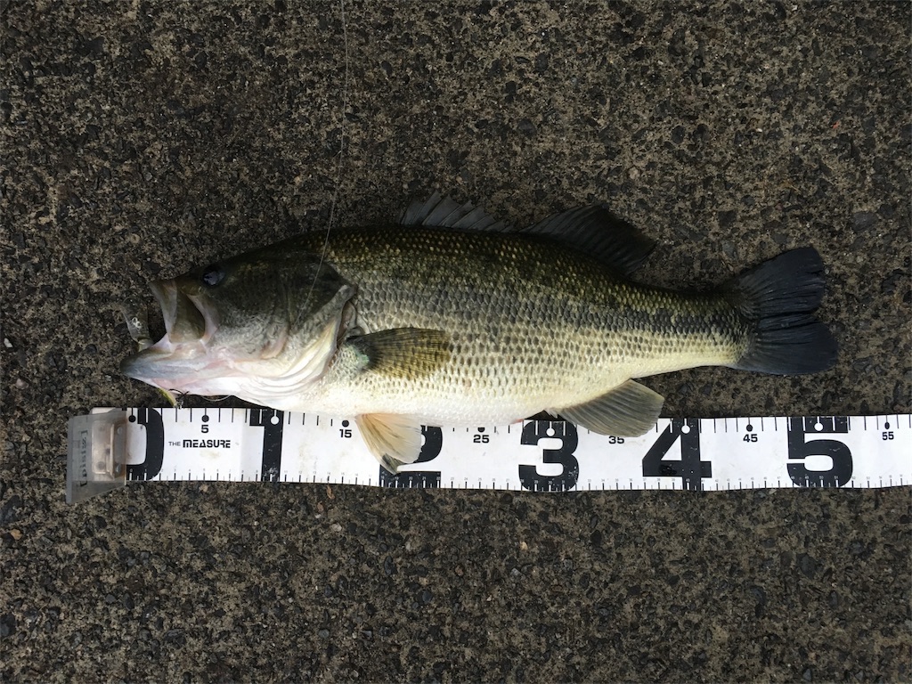 f:id:KFG:20180825082902j:image f:id:KFG:20180825082902j:image