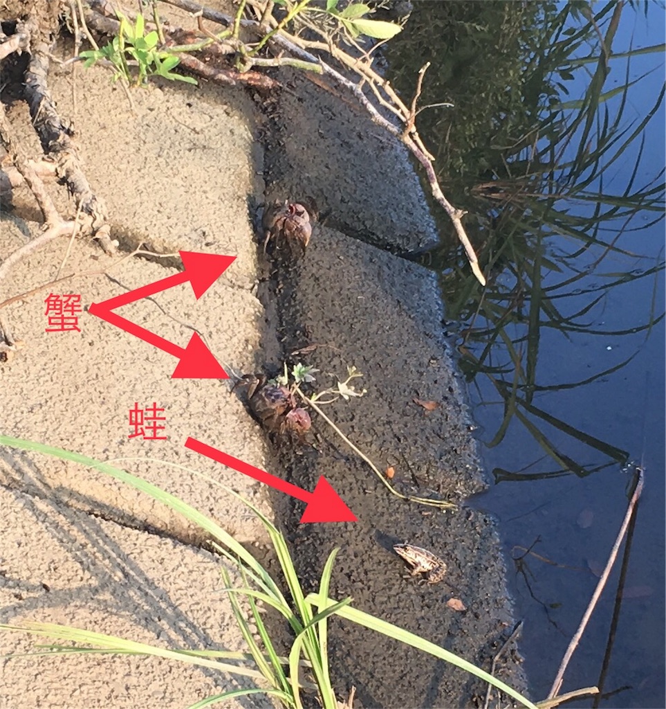 f:id:KFG:20180829073204j:image f:id:KFG:20180829073204j:image