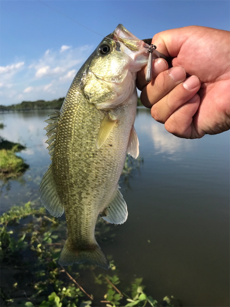 f:id:KFG:20180905161327j:image f:id:KFG:20180905161327j:image