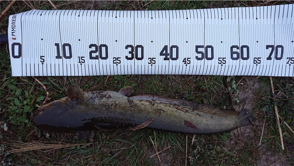 f:id:KFG:20190330221945j:image