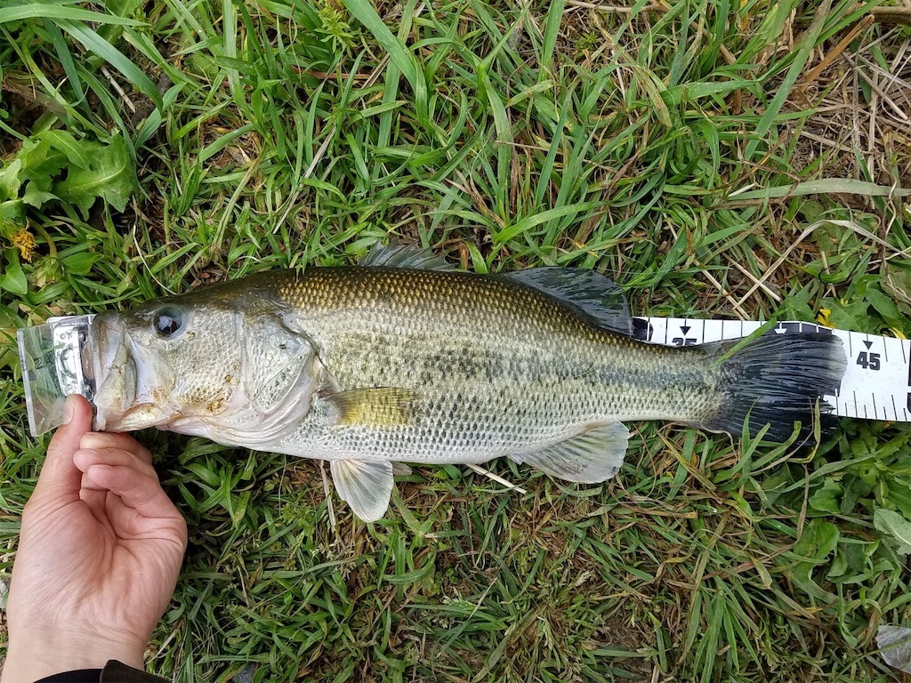 f:id:KFG:20190423233145j:image