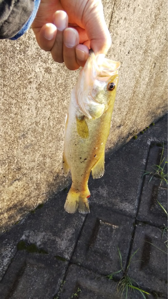 f:id:KFG:20190505135520j:image
