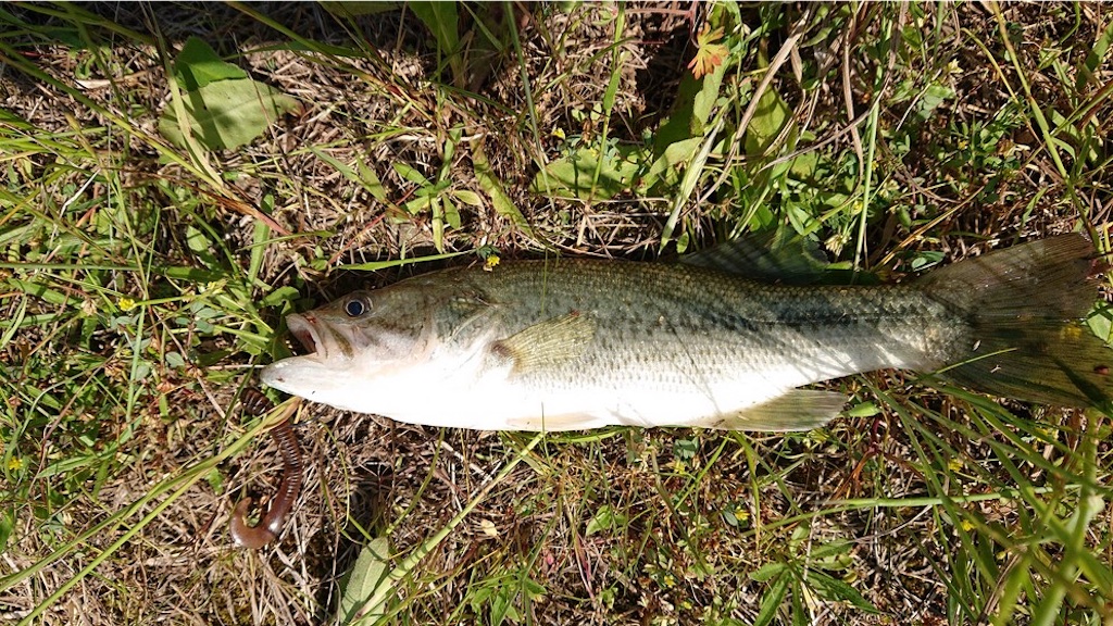 f:id:KFG:20190512120103j:image f:id:KFG:20190512120103j:image