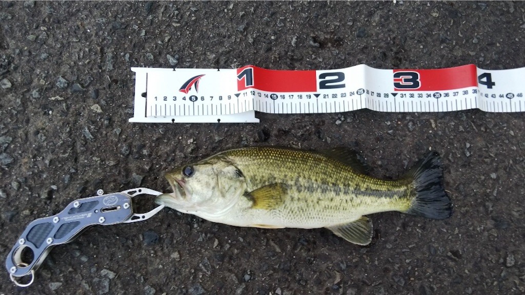 f:id:KFG:20190512120111j:image f:id:KFG:20190512120111j:image